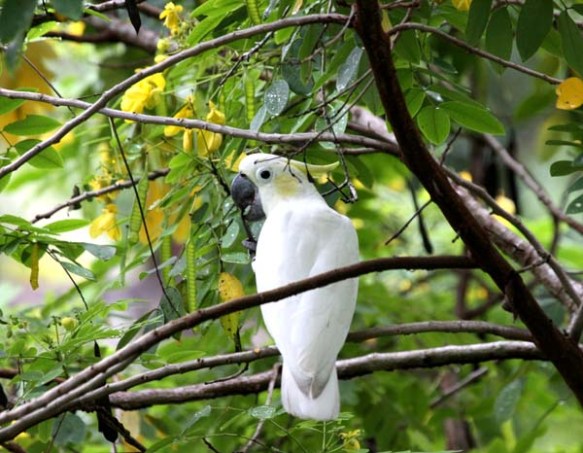 Yellow-crested Cockatoo from Masakmabing in the Java Sea.