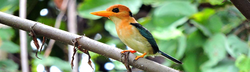 Birding Indonesia